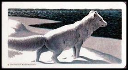 11 Arctic Fox